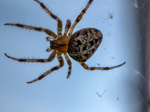 Close-up macro photograph of a European garden orb weaver spider hanging in its web against a blue sky