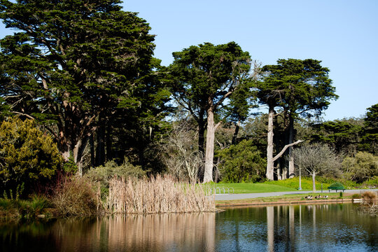 Pond and trees with ducks, peaceful sightseeing, Golden Gate Park, San Francisco, USA. g2.