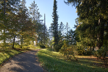 Obraz premium A peaceful walking path winds through a lush park filled with tall trees on a sunny autumn day