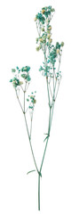 Fototapeta premium Beautiful dried gypsophila flowers isolated on white