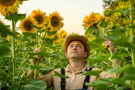 Sunflower farmer tends flowering plants, raising his gaze to inspect bright yellow heads. Calm grower stands surrounded by dense green foliage, wearing woven hat in sunlit crop field.