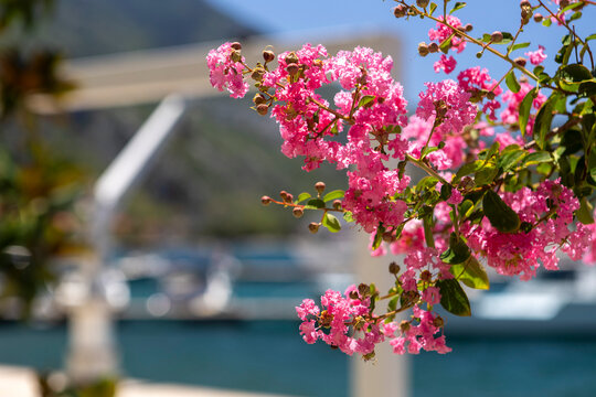 Pink crepe myrtle blossoms with detailed petals in sunlit harbor foreground, with soft blurred boats and marina docks in background