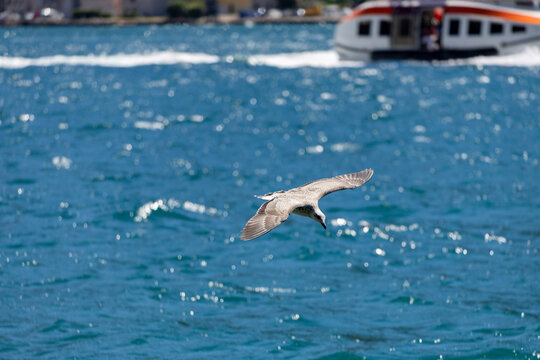 Seagull gliding low above choppy harbor water, small white wake and ferry crossing far background with soft shoreline buildings under natural bright daylight