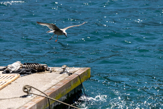 Seagull swooping toward dock edge above sunlit choppy harbor water with coiled mooring rope and tangled discarded fishing net