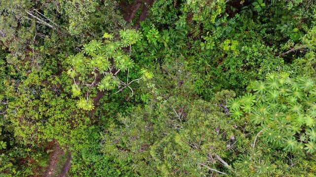 Top down aerial view of tropical rainforest canopy and cecropia trees in Oxapampa Peru
