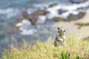 squirrel in the grass © Yinyin