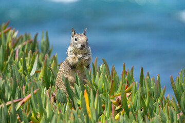 squirrel on the grass © Yinyin