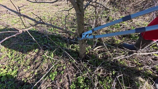 Person pruning fruit tree branches with hedge shears against bright blue sky, likely in autumn, winter or spring. Garden health care. Gardening work. Man trimming trees in orchard. Pollarding work.