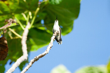 Humming Bird perched above © 2N_Ranch