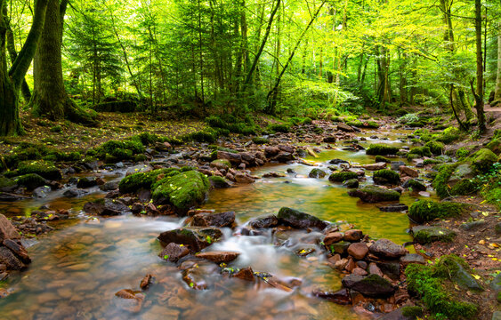Clear forest stream flowing between moss-covered rocks through the lush Monbach Valley in the Black Forest, Baden-W&uuml;rttemberg, Germany.