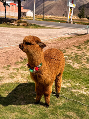 Alpaca in Bolivia © Diana