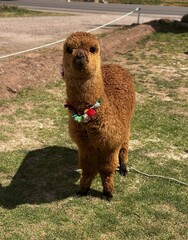 Alpaca in Bolivia © Diana