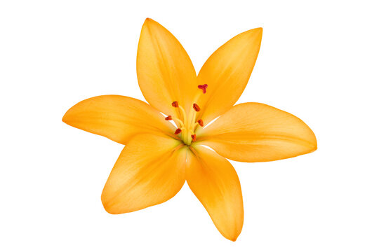 orange lily flower isolated on white background. Top view. Flat lay