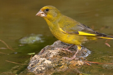 Ya estoy hidratado, me voy. Verderón común (Chloris chloris)  © FranciscoJose