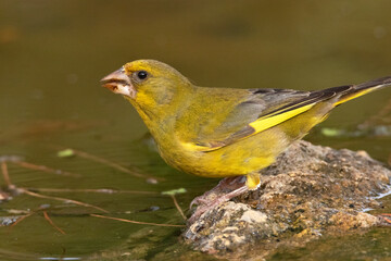 De tanto picotear me ha dado sed. Verderón común (Chloris chloris) © FranciscoJose