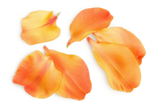 petals of orange gladiolus flower isolated on white background. Top view. Flat lay