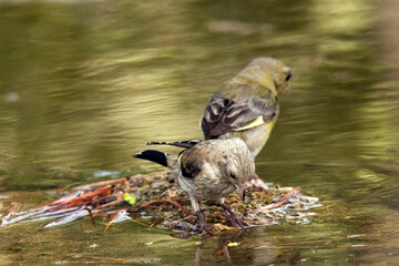 Algo le ha llamado la atención. Jilguero joven (Carduelis Carduelis) © FranciscoJose