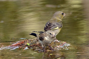 Un joven Jilguero (Carduelis Carduelis) acompañado de un Verderón común (Chloris chloris) © FranciscoJose