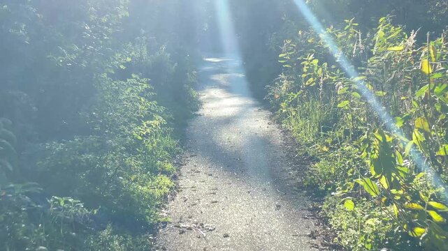 Scenic paved path winding through lush green vegetation