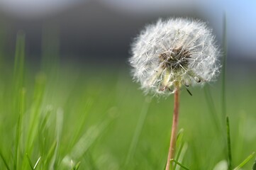 Dandelion Seed Head in Green Grass with Copy Space © ThreePathsPhoto