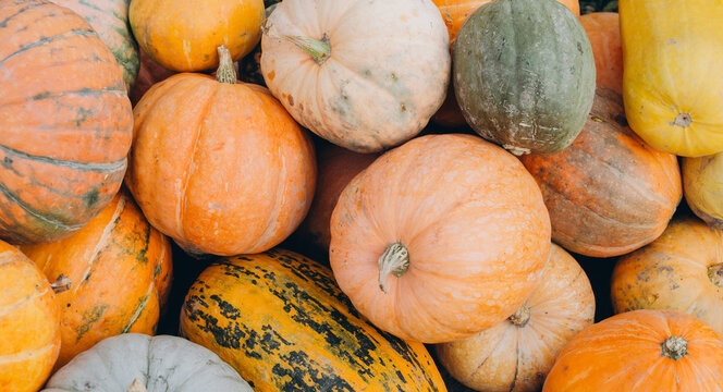 Autumn harvest pumpkins and squash display featuring various sizes, shapes, and colors for seasonal decor