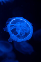 Jellyfish swimming in an aquarium, translucent jellyfish with delicate tentacles floating underwater, marine life and ocean wildlife exhibit. © Shanna