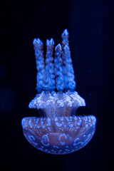 Jellyfish swimming in an aquarium, translucent jellyfish with delicate tentacles floating underwater, marine life and ocean wildlife exhibit. © Shanna