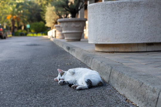 White short-haired cat sleeping curled on asphalt sidewalk curb beside round stone planters in urban park at dusk with soft evening light