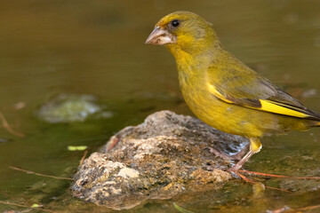 Una linda mañana en la charca. Verderón común (Chloris chloris) © FranciscoJose