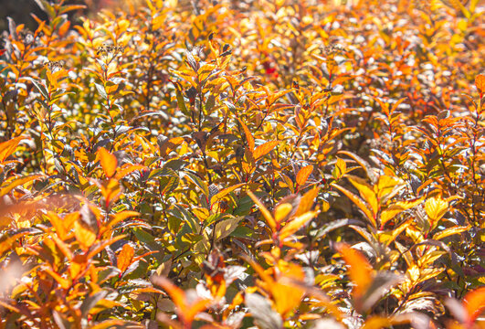 Orange autumn foliage of ornamental shrubs glowing in sunlight, vibrant fall leaves creating a warm seasonal garden background. Spiraea japonica autumn foliage background with golden leaves