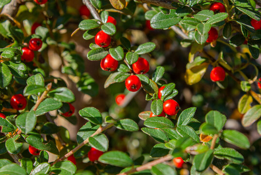 Red Cotoneaster Berries on evergreen shrub in autumn sunlight, ornamental garden foliage with vibrant seasonal color and natural botanical background