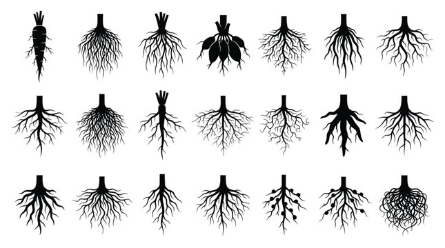 Black root silhouettes vector set depicting various plant systems and organic underground flora structures
