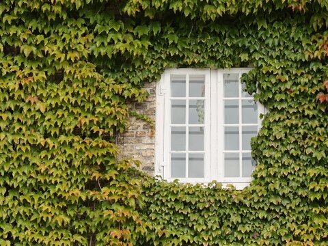 Vue de face d'une mur de maison couvert d'un feuillage important de lierre et comprenant une fen&ecirc;tre blanche avec des carreaux en verre.