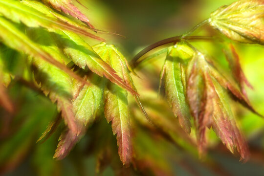 New Japanese Maple tree leaves in a Washington spring