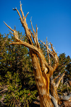 Ancient bristlecone pines in the White Mountains of the Inyo National Forest in California