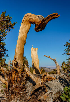 Ancient bristlecone pines in the White Mountains of the Inyo National Forest in California