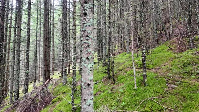Moss and lichen covered trunks of conifer trees in a mountain woodland