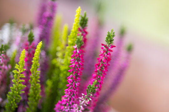 Pink Heather Flowers in Bloom with Soft Bokeh and Shallow Depth of Field