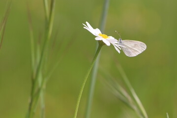 una farfalla bianca su un fiore di margherita © Simona