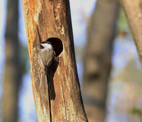 Black-Capped Chickadee at a Natural Tree Cavity © Christine Donnelly