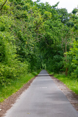 Obraz premium Path way. Nature in mixed forest. Summer park nature. Scenic woodland. Green forest wood in summer. Touristic trail of empty road pathway in forest or park with green lush nature