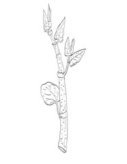 Fototapeta premium Drawing sketch style illustration of Japanese knotweed or Reynoutria japonica an herbaceous perennial and wild edible plant on isolated background done in black and white line art.