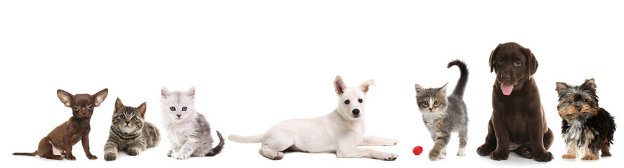 Fototapeta premium Adorable puppies and kittens on white background