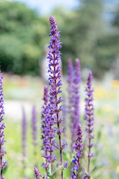 France Provence lavender field. Purple lavender bloom in nature. Composition of nature. Summer blooming flower. Blooming flower field. Field of lavender. Lavender flowers in summer. Provence field