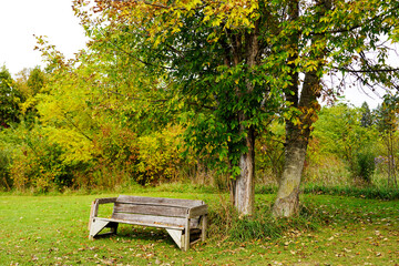 Fototapeta premium A weathered wooden park bench rests beneath deciduous trees on a grassy lawn during early autumn in Ottawa, Ontario, Canada