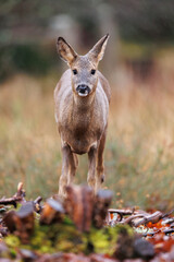 Roe deer © Alex