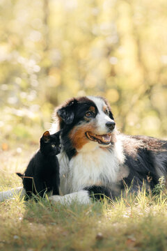 Australian Shepherd rests among sunlit grass during a peaceful fall day. Close pet portrait captures seasonal warmth, outdoor companionship and countryside lifestyle.