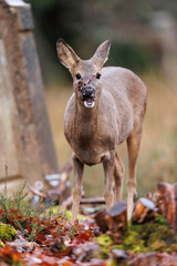Roe deer © Alex