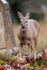 Roe deer © Alex