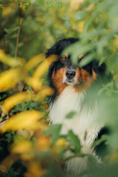 Australian Shepherd looks through dense leaves in a vibrant fall forest. Natural framing creates a cozy seasonal portrait with an adventurous woodland mood.